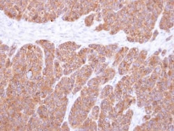 Invitrogen VTA1 Polyclonal Antibody 100 &mu;L; Unconjugated:Antibodies,