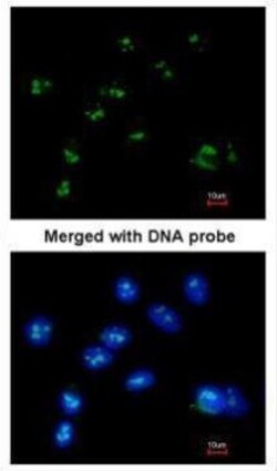 Invitrogen RASSF2 Polyclonal Antibody 100 &mu;L; Unconjugated:Antibodies,