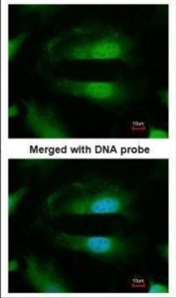 Invitrogen SEPHS1 Polyclonal Antibody 100 &mu;L; Unconjugated:Antibodies,