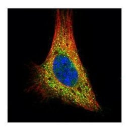 Invitrogen PKA alpha Polyclonal Antibody 100 &mu;L; Unconjugated:Antibodies,