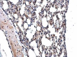 Invitrogen MPP3 Polyclonal Antibody 100 &mu;L; Unconjugated:Antibodies,