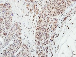Invitrogen MPP3 Polyclonal Antibody 100 &mu;L; Unconjugated:Antibodies,