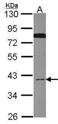 Invitrogen Cdc37L1 Polyclonal Antibody 100 &mu;L; Unconjugated:Antibodies,