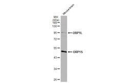 Invitrogen ORP1 Polyclonal Antibody 100 &mu;L; Unconjugated:Antibodies,