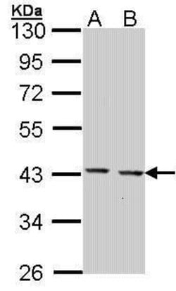 Invitrogen GULP1 Polyclonal Antibody 100 &mu;L; Unconjugated:Antibodies,