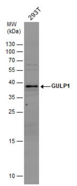 Invitrogen GULP1 Polyclonal Antibody 100 &mu;L; Unconjugated:Antibodies,