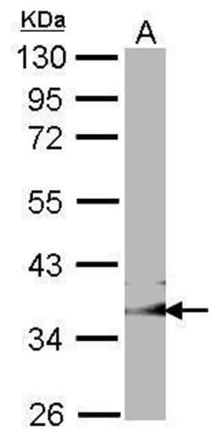 Invitrogen GULP1 Polyclonal Antibody 100 &mu;L; Unconjugated:Antibodies,