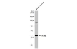 Invitrogen DYRK3 Polyclonal Antibody 100 &mu;L; Unconjugated:Antibodies,