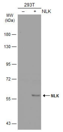 Invitrogen NLK Polyclonal Antibody 100 &mu;L; Unconjugated:Antibodies,