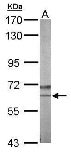 Invitrogen NLK Polyclonal Antibody 100 &mu;L; Unconjugated:Antibodies,