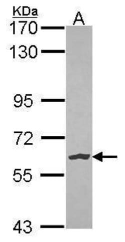 Invitrogen NLK Polyclonal Antibody 100 &mu;L; Unconjugated:Antibodies,