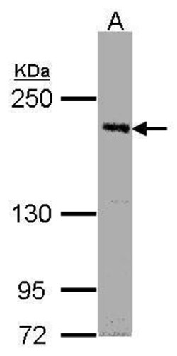 Invitrogen PASK Polyclonal Antibody 100 μL; Unconjugated:Antibodies,