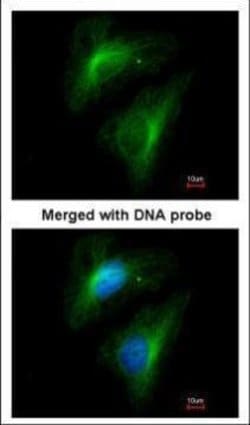 Invitrogen Importin 13 Polyclonal Antibody 100 &mu;L; Unconjugated:Antibodies,