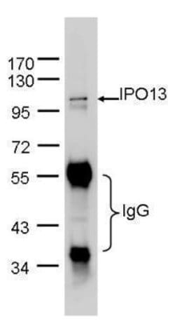Invitrogen Importin 13 Polyclonal Antibody 100 &mu;L; Unconjugated:Antibodies,