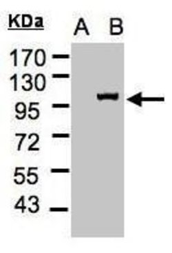 Invitrogen Importin 13 Polyclonal Antibody 100 &mu;L; Unconjugated:Antibodies,
