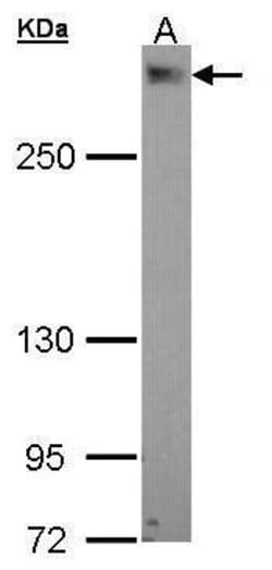 Invitrogen PDZD2 Polyclonal Antibody 100 &mu;L; Unconjugated:Antibodies,