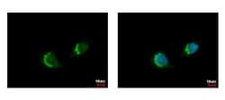 Invitrogen ETEA Polyclonal Antibody 100 &mu;L; Unconjugated:Antibodies,