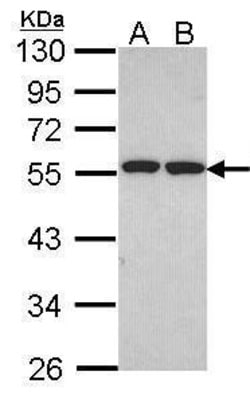 Invitrogen ETEA Polyclonal Antibody 100 &mu;L; Unconjugated:Antibodies,