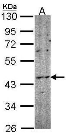 Invitrogen™ NOXO1 Polyclonal Antibody