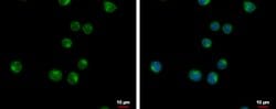VPS37C Polyclonal Antibody, Invitrogen 100 &mu;L; Unconjugated:Antibodies,