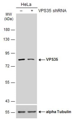 Invitrogen VPS35 Polyclonal Antibody 100 &mu;L; Unconjugated:Antibodies,