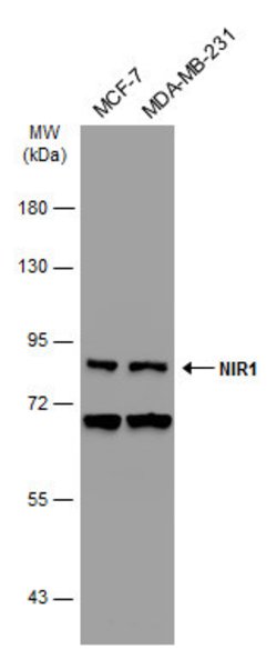 PITPNM3 Polyclonal Antibody, Invitrogen 100 &mu;L; Unconjugated:Antibodies,