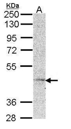 MC5R Polyclonal Antibody, Invitrogen 100 &mu;L; Unconjugated:Antibodies,