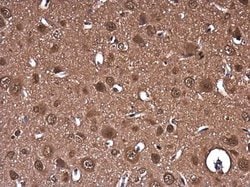 Invitrogen PTGFRN Polyclonal Antibody 100 &mu;L; Unconjugated:Antibodies,