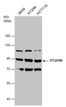 Invitrogen PTGFRN Polyclonal Antibody 100 &mu;L; Unconjugated:Antibodies,