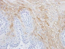 MRGPRX4 Polyclonal Antibody, Invitrogen 100 &mu;L; Unconjugated:Antibodies,