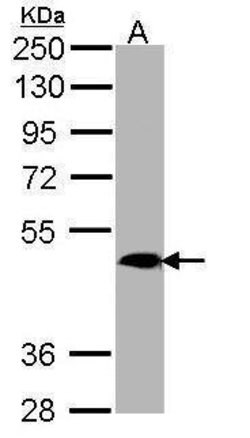MRGPRX4 Polyclonal Antibody, Invitrogen 100 &mu;L; Unconjugated:Antibodies,