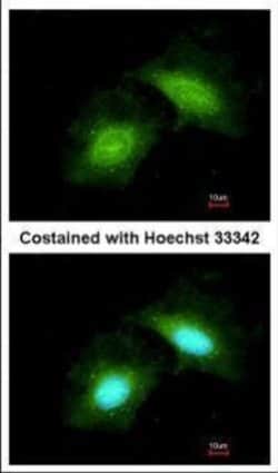 Invitrogen GADD45G Polyclonal Antibody 100 μL; Unconjugated:Antibodies,