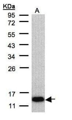 Invitrogen COX6A2 Polyclonal Antibody 100 &mu;L; Unconjugated:Antibodies,
