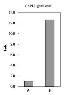 Invitrogen Histone H2A.Z Polyclonal Antibody 100 &mu;L; Unconjugated:Antibodies,