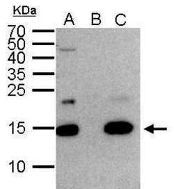 Invitrogen Histone H2A.Z Polyclonal Antibody 100 &mu;L; Unconjugated:Antibodies,