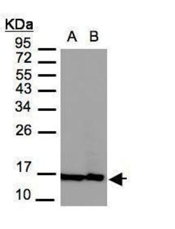 Invitrogen Histone H2A.Z Polyclonal Antibody 100 &mu;L; Unconjugated:Antibodies,