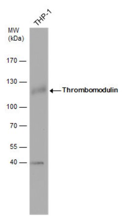 Invitrogen Thrombomodulin Polyclonal Antibody 100 &mu;L; Unconjugated:Antibodies,