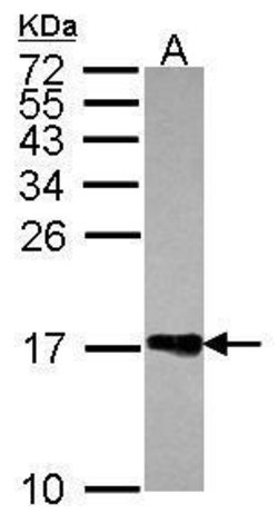 Invitrogen Histone H2A.Z Polyclonal Antibody 100 &mu;L; Unconjugated:Antibodies,