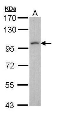 Invitrogen LUZP1 Polyclonal Antibody 100 &mu;L; Unconjugated:Antibodies,