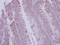 Invitrogen BMP-10 Polyclonal Antibody 100 &mu;L; Unconjugated:Antibodies,