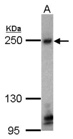 Invitrogen ZO-1 Polyclonal Antibody 100 &mu;L; Unconjugated:Antibodies,