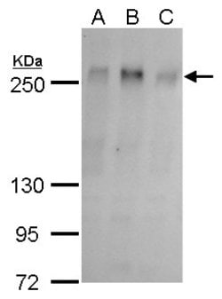 Invitrogen ZO-1 Polyclonal Antibody 100 &mu;L; Unconjugated:Antibodies,