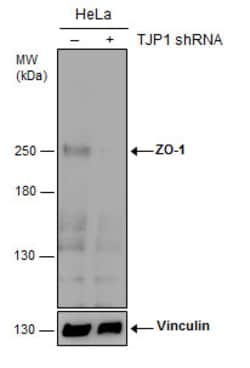 Invitrogen ZO-1 Polyclonal Antibody 100 &mu;L; Unconjugated:Antibodies,