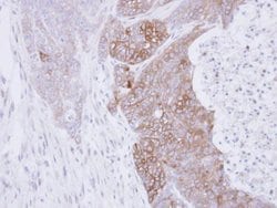 Invitrogen RAB3C Polyclonal Antibody 100 &mu;L; Unconjugated:Antibodies,