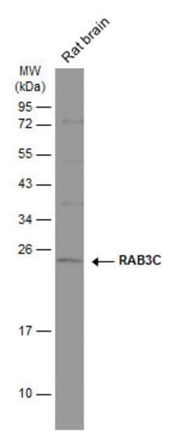 Invitrogen RAB3C Polyclonal Antibody 100 &mu;L; Unconjugated:Antibodies,