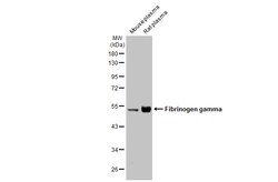 Invitrogen Fibrinogen gamma Polyclonal Antibody 100 &mu;L; Unconjugated:Antibodies,