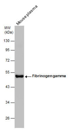 Invitrogen Fibrinogen gamma Polyclonal Antibody 100 &mu;L; Unconjugated:Antibodies,
