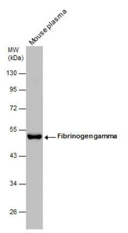 Fibrinogen gamma Polyclonal Antibody, Invitrogen 100 &mu;L; Unconjugated:Antibodies,