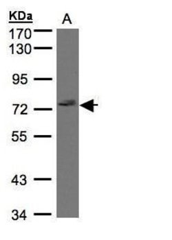 Invitrogen GIMAP8 Polyclonal Antibody 100 &mu;L; Unconjugated:Antibodies,