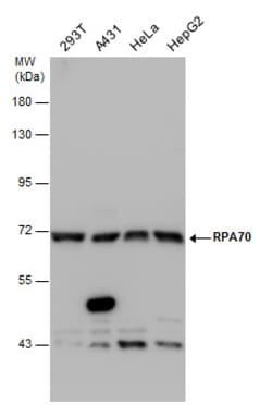 Invitrogen RPA70 Polyclonal Antibody 100 &mu;L; Unconjugated:Antibodies,